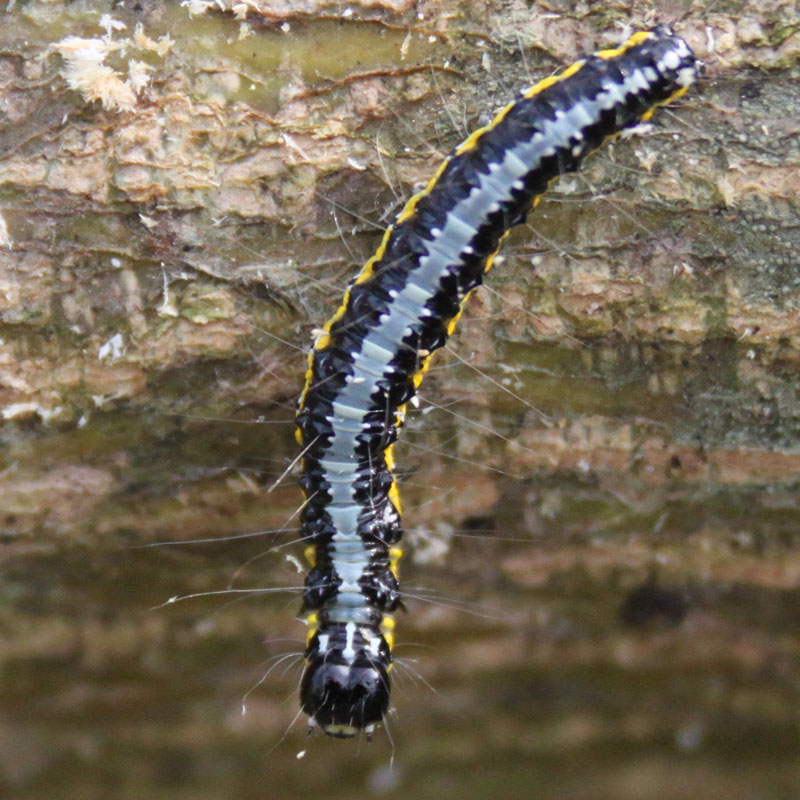 identificazione bruco